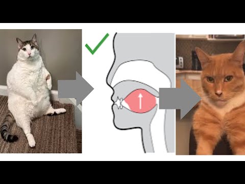Mewing Cat (Looksmaxxing)