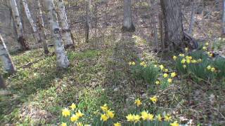 preview picture of video 'Muskoka Trillium Huntsville Ontario Canada April 25 2010'