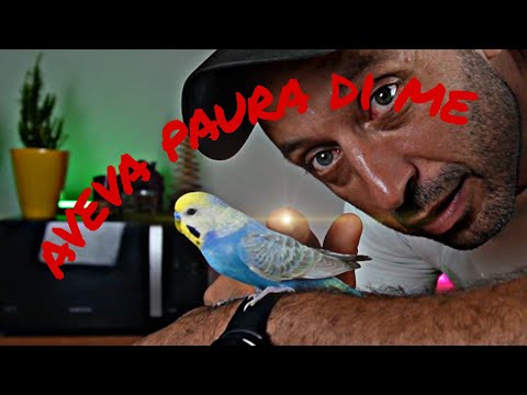 come addomesticare un pappagallo cocorita selvatico.Metodo infallibile