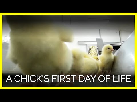 โรงฆ่าสัตว์