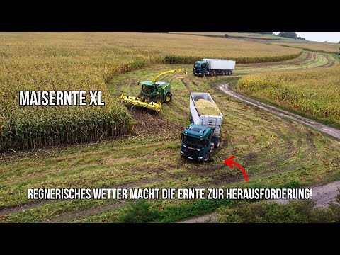 MAISERNTE XL🌽💪 Regnerisches Wetter macht die Ernte zur Herausforderung! || Kloker Agrar
