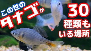 スゴイ種類のタナゴが釣れる夢のような場所を訪問しました/日本産タナゴ全種類が繁殖中なんです！※天然記念物以外【淡水魚水槽/アクアリウム】