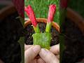 Propagation Of Two Hibiscus Buds In Aloe Vera Hibiscus Flowers Plants Shortvideo Trending