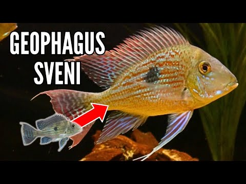 Geophagus Sveni | Growth Rate & Evolution