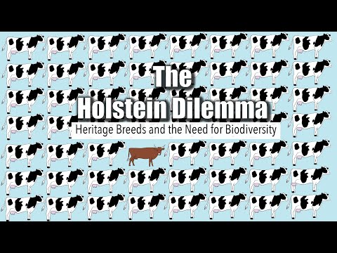 , title : 'The Holstein Dilemma (2021) | Full Documentary'