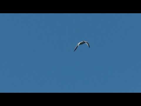 Red-billed Tropicbird (Phaethon aethereus) Brief Views - Sitting on Water and in Flight