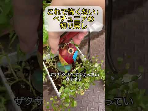 冬にペチュニアを播く