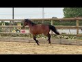 Oslo du Croissel - Hongre PFS