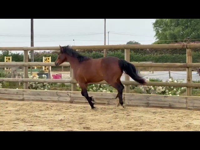 Oslo du Croissel - Hongre PFS