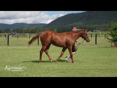 Zoustar x Savvy Coup Colt