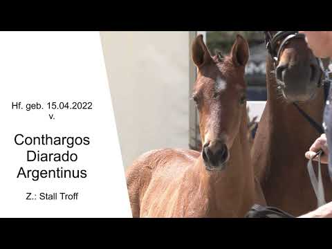 Hf v Conthargos x Diarado x Argentinus 2022