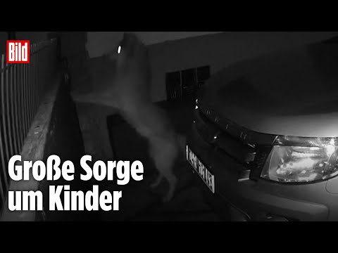 Angst in Brandenburg: Wölfe schleichen um Haus