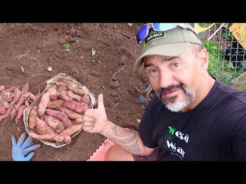 Growing Kūmara  (Sweet Potato) to Harvest Trellis Method Small Urban Garden