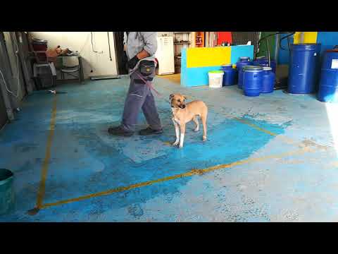 Mary - 29.12.2018 - Leash walking & Sit