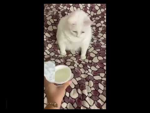 cat gags over yogurt