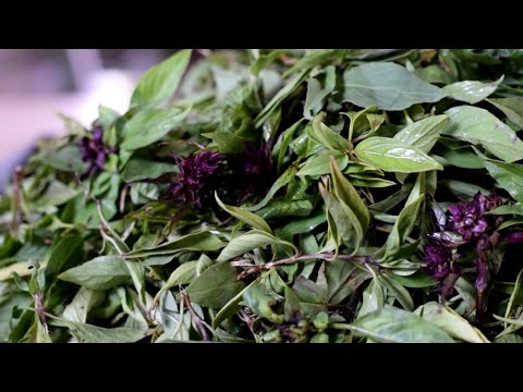Making of Marjoram Hydrosol/Water – Ark at SNAANA