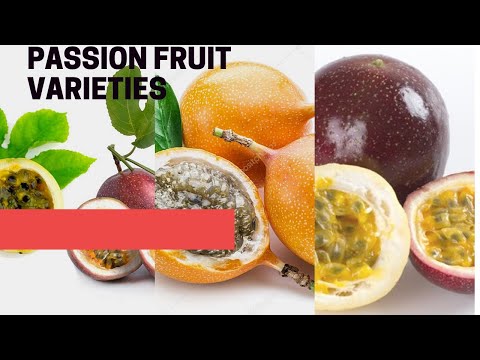 Passion fruit varieties: Everything you need to know
