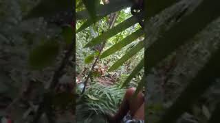 preview picture of video 'Berburu di hutan papua'