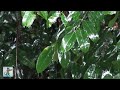 Amazon Jungle Rainstorm • Rain & Thunder Sounds • 3 HOURS 🌧️