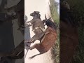 Wow Views Enjoying Darling Animals New Pakistani Porn Xxx