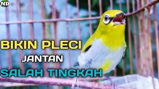 Download lagu Suara Pleci Betina ter Ampuh Untuk bikin Pleci Jantan Salah tingkah & Auto Ngaceng !! Ngalas Kenceng mp3 Download lagu Suara Pleci Betina ter Ampuh Untuk bikin Pleci Jantan Salah tingkah & Auto Ngaceng !! Ngalas Kenceng mp3
