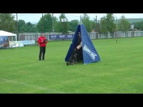 Urri z Kurimskeho haje - C98 / 3rd Qualification trial to FCI / WUSV 2015