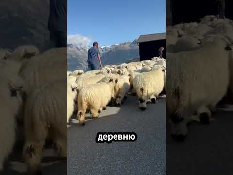 Зачем в Новой Зеландии овец отпускают в горы?