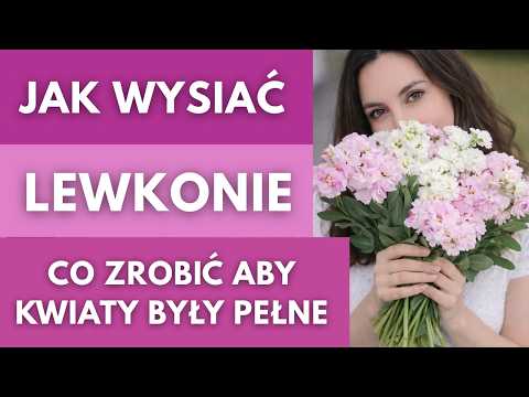 Jak wysiać i uprawiać lewkonie w ogrodzie. Jak odróżnić kwiaty pełne   #ogród #kwiaty