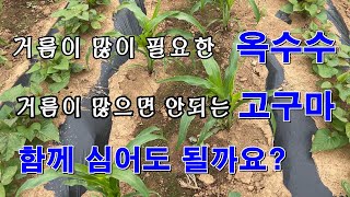 거름이 많아야 되는 옥수수-거름이 적어야 되는 고구마 함께 심어도 될까요?