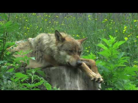 Le Temps du Loup - Time of the Wolf