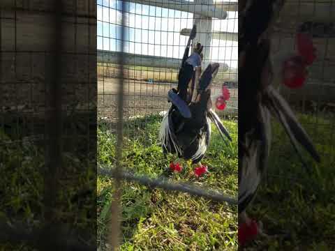 Gallo giro Irish grey 7 meses