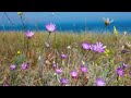 Relaxing Music, Peaceful Music, Instrumental Music  Looking Seaward  by Tim Janis