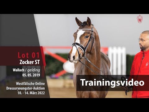 Dressuryoungster-Auktion Training Lot 1 Zocker ST Wallach v. Zoom - Farbenspiel