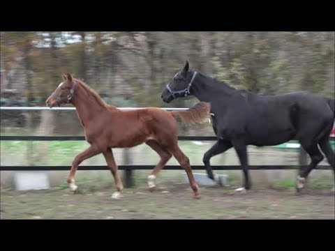 *2018 Stutfohlen von Bordeaux - Fürst Romancier