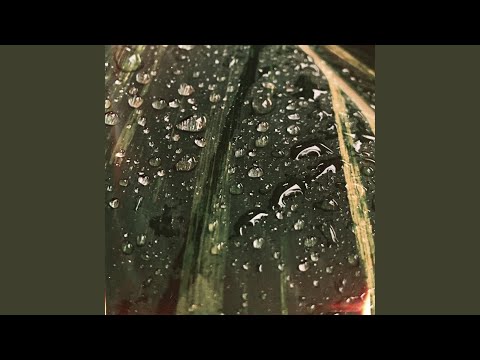 Gaia Ô - Cerimonia