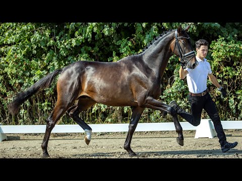 Nr. 24   Hengst "Rauschenberg" von Lossow - Laurel *2018