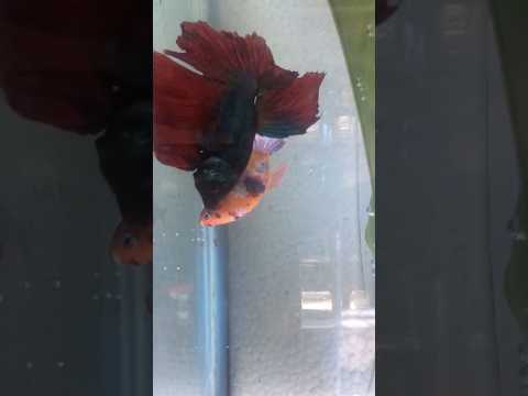 How to Breed Betta Fish: Complete Breeding Tank Setup & Mating Sequence