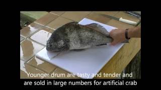 How to Fillet Black Drum Quickly