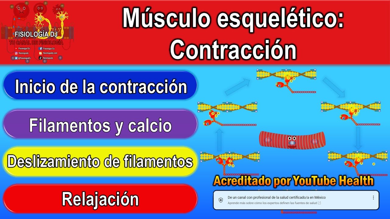 Skeletal muscle: contraction