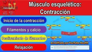 Skeletal muscle: contraction