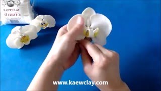 ตัวอย่างการสอนทำกล้วยไม้ฟาแลนนอปซิส Examples DVD making Phalaenopsis with clay
