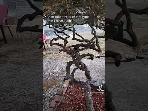 #twisted #tree #identity #individual