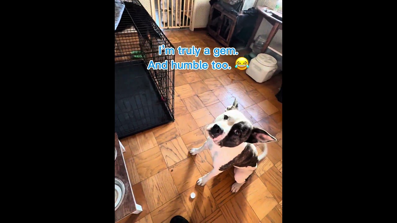 Enlarge JoJo, an adopted Dogo Argentino in Incline Village, NV video 1/5