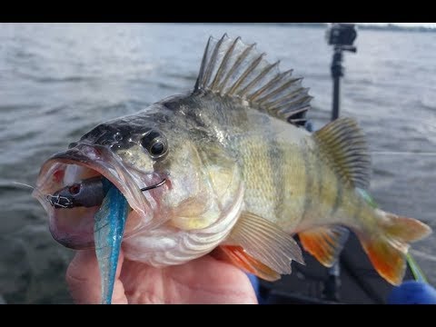 Barschangeln vom Kajak im Sommer mit Gummifisch