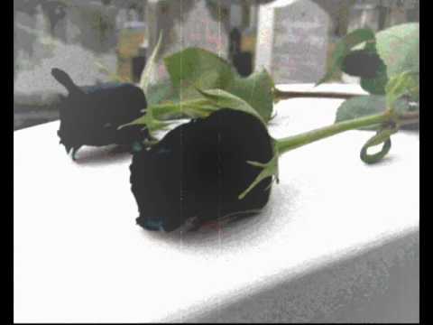 Dymosz - Czarna Róża