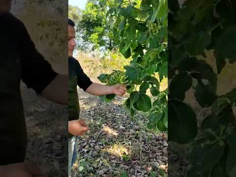 Carregado de Frutos e Flores,Piqui