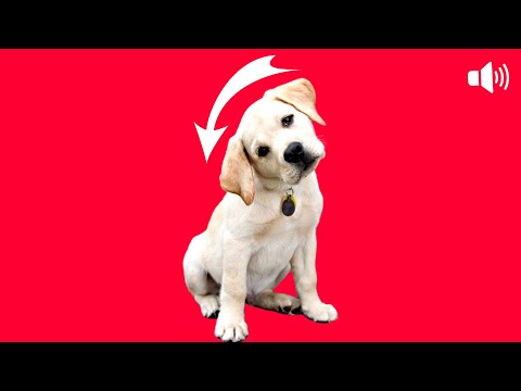 Sounds That Make Puppies TILT Their Head and Barking 🐶