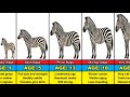 Zebra Transformation From 0 To 25 Years Old