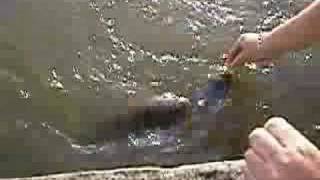 preview picture of video 'Feeding Carp at East Horsley Campsite'