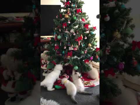 Kittens Sit Under Christmas Tree Playing With Decorations - 1013087